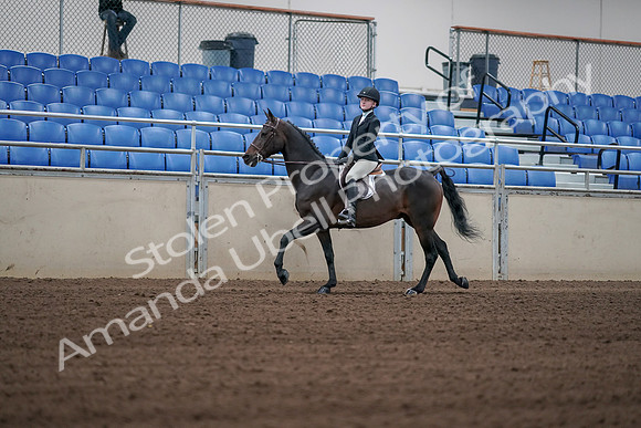 2019 Morgan Horse Show - Sept 01, 2019 - 03747