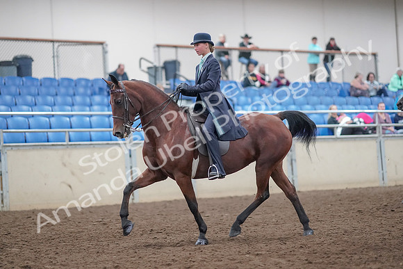 2019 Morgan Horse Show - Aug 31, 2019 - 08490