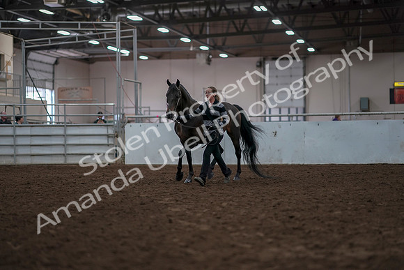 2019 Morgan Horse Show - Aug 31, 2019 - 02933