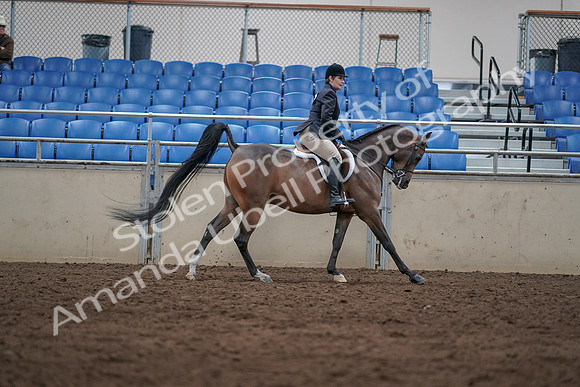 2019 Morgan Horse Show - Sept 01, 2019 - 08813
