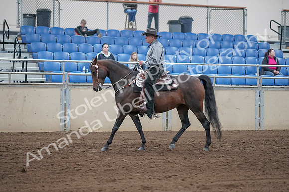 2019 Morgan Horse Show - Sept 01, 2019 - 06788