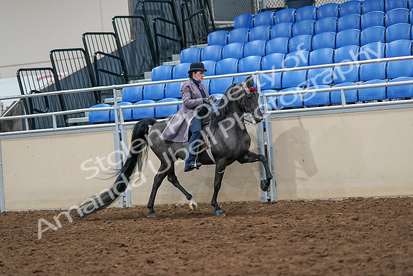 2020 - AB Morgan Horse - Sat, Sept 05 - 13973