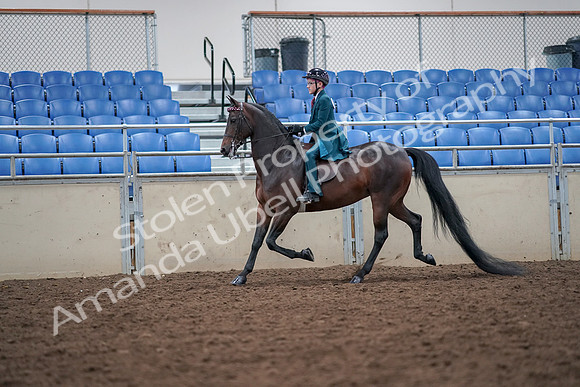 2019 Morgan Horse Show - Aug 30, 2019 - 17904