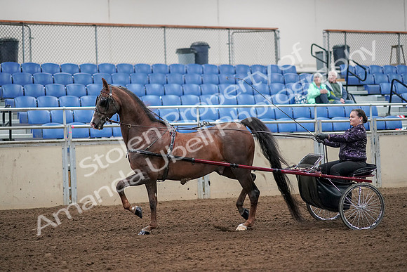 2019 Morgan Horse Show - Aug 30, 2019 - 13079