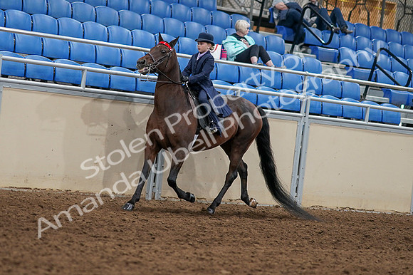 2020 - AB Morgan Horse - Fri, Sept 04 - 03631