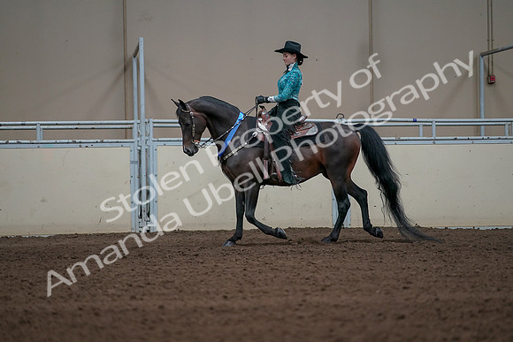 2019 Morgan Horse Show - Sept 01, 2019 - 07311