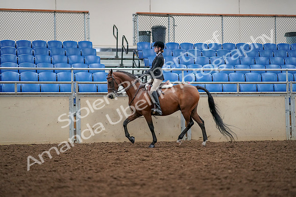 2019 Morgan Horse Show - Aug 30, 2019 - 23354