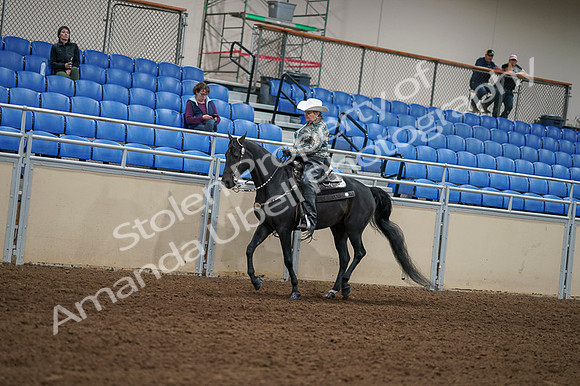 2020 - AB Morgan Horse - Fri, Sept 04 - 03549