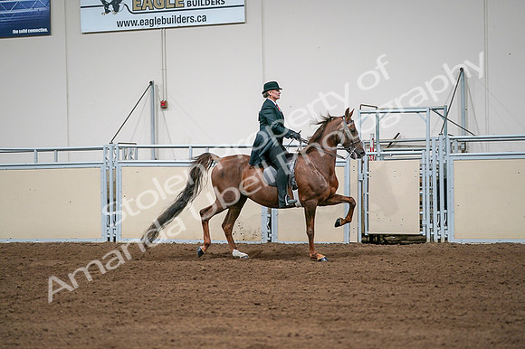 2020 - AB Morgan Horse - Fri, Sept 04 - 08112