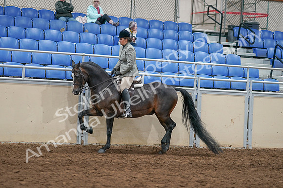 2020 - AB Morgan Horse - Sat, Sept 05 - 14485