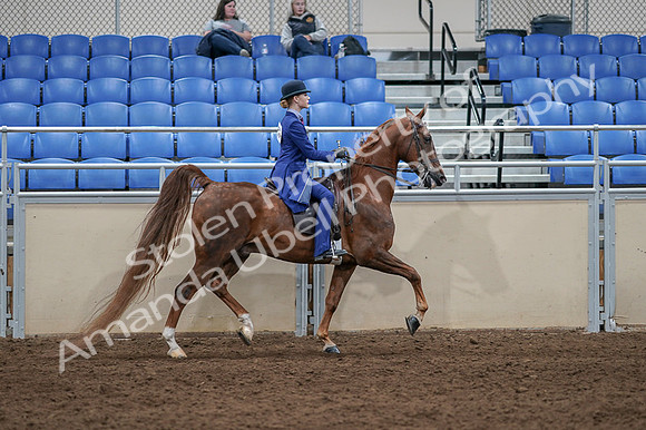 2020 - AB Morgan Horse - Fri, Sept 04 - 05267