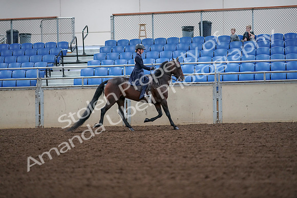 2019 Morgan Horse Show - Aug 30, 2019 - 18041
