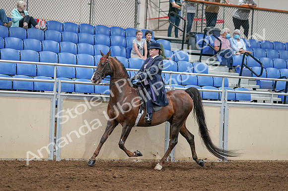 2020 - AB Morgan Horse - Fri, Sept 04 - 08004