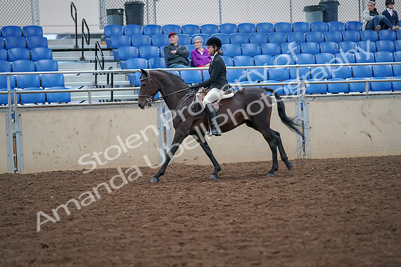 2019 Morgan Horse Show - Aug 30, 2019 - 20536