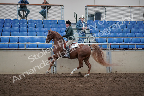 2019 Morgan Horse Show - Sept 01, 2019 - 12327