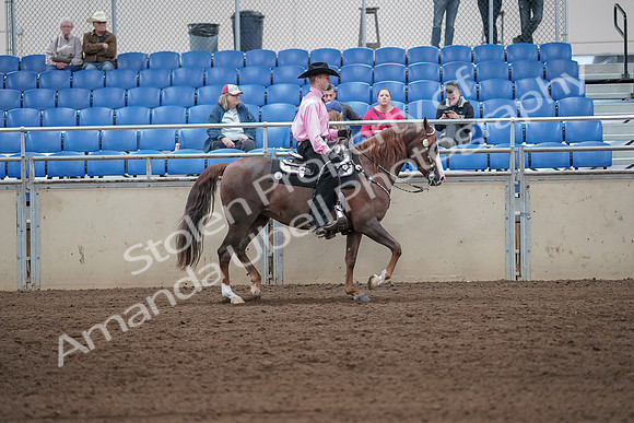 2019 Morgan Horse Show - Sept 01, 2019 - 07170