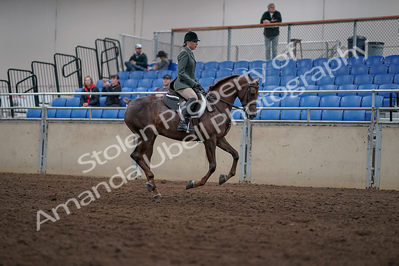 2019 Morgan Horse Show - Sept 01, 2019 - 08833