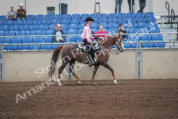 2019 Morgan Horse Show - Sept 01, 2019 - 07172