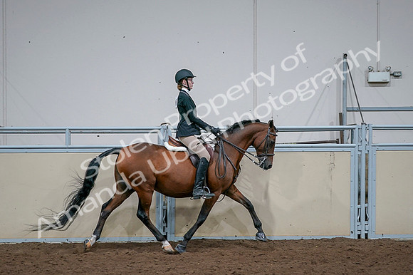 2020 - AB Morgan Horse - Fri, Sept 04 - 06030