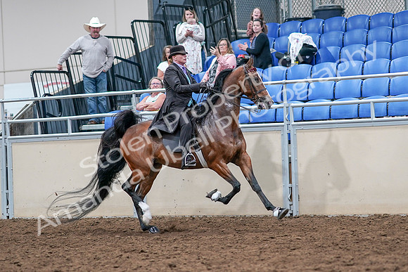2020 - AB Morgan Horse - Sat, Sept 05 - 13213