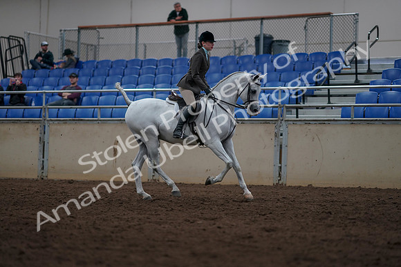 2019 Morgan Horse Show - Sept 01, 2019 - 08824