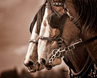 Horse Pull - 011