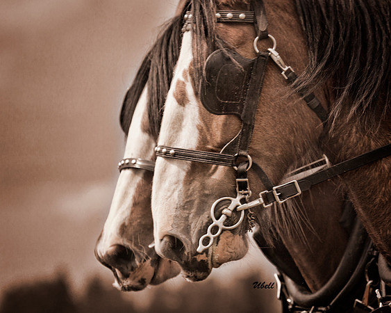 Horse Pull - 011