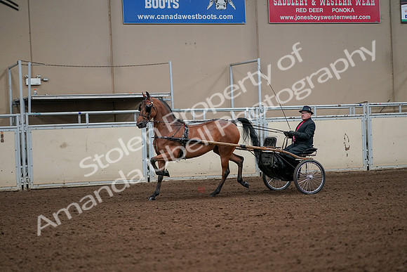 2019 Morgan Horse Show - Aug 30, 2019 - 13062