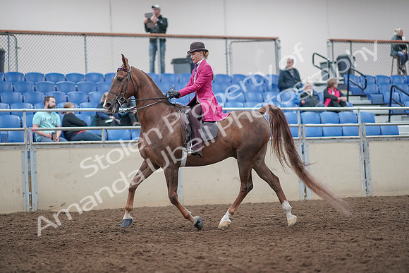 2019 Morgan Horse Show - Aug 31, 2019 - 08616