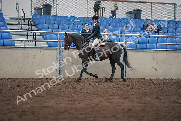 2019 Morgan Horse Show - Sept 01, 2019 - 09013