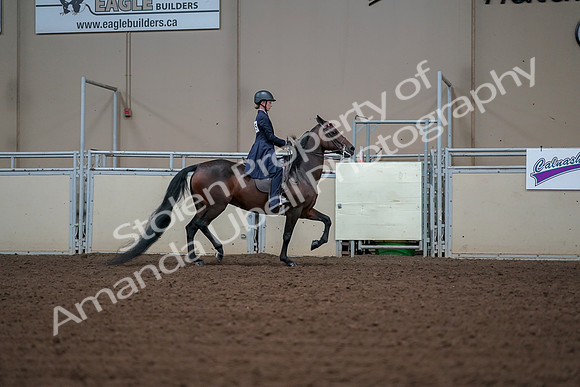 2019 Morgan Horse Show - Aug 30, 2019 - 18094