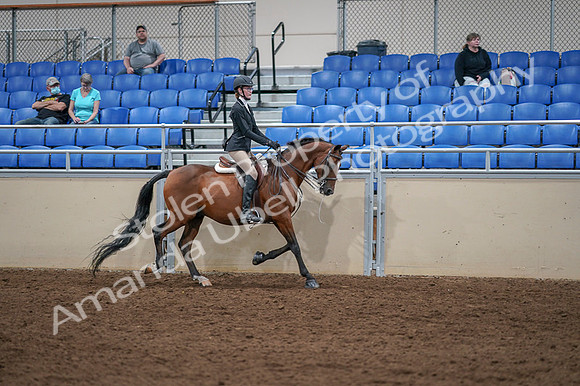 2020 - AB Morgan Horse - Fri, Sept 04 - 06128