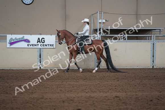 2019 Morgan Horse Show - Sept 01, 2019 - 06945