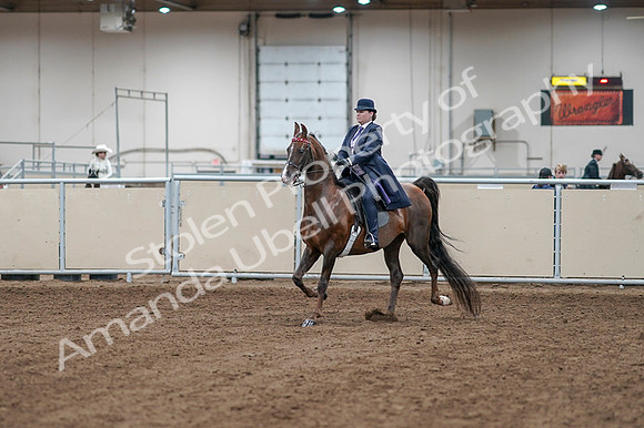 2020 - AB Morgan Horse - Fri, Sept 04 - 07856