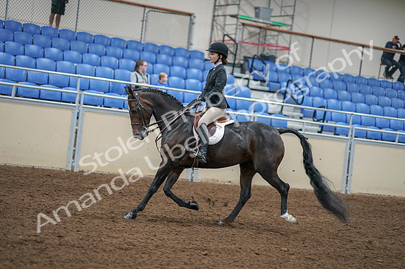2020 - AB Morgan Horse - Fri, Sept 04 - 05823