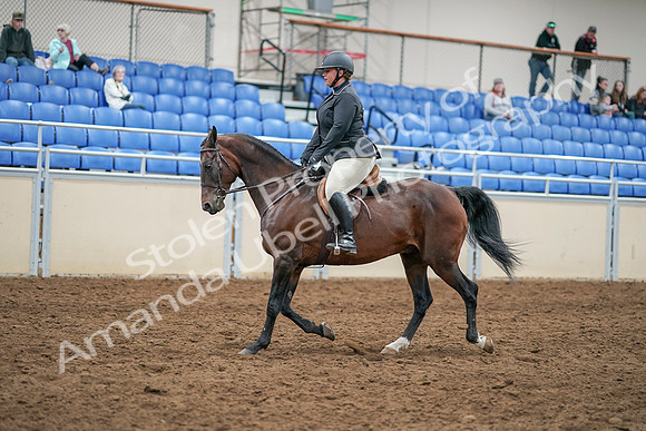 2020 - AB Morgan Horse - Sat, Sept 05 - 14299