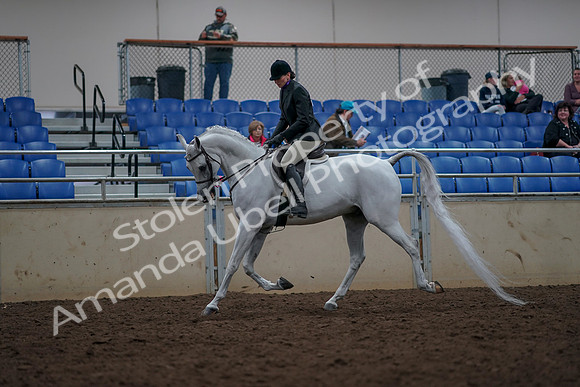 2019 Morgan Horse Show - Aug 31, 2019 - 15964