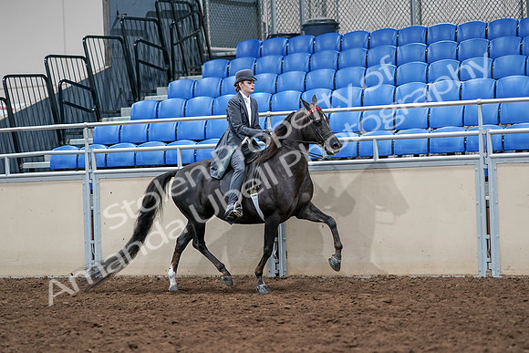 2020 - AB Morgan Horse - Sat, Sept 05 - 13916