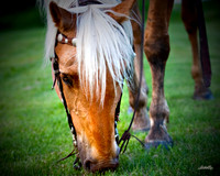 other breeds - 025