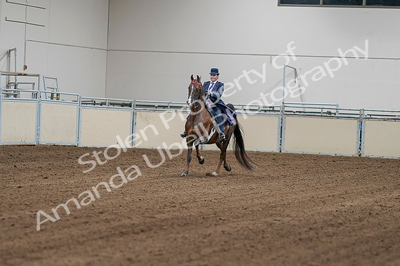 2020 - AB Morgan Horse - Fri, Sept 04 - 08138