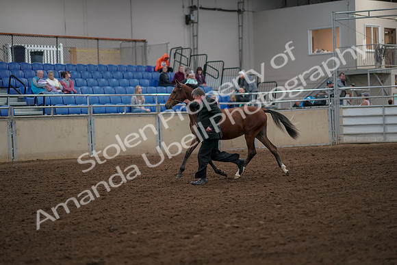 2019 Morgan Horse Show - Aug 30, 2019 - 25533