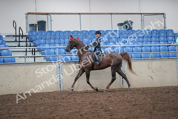 2019 Morgan Horse Show - Aug 30, 2019 - 17825
