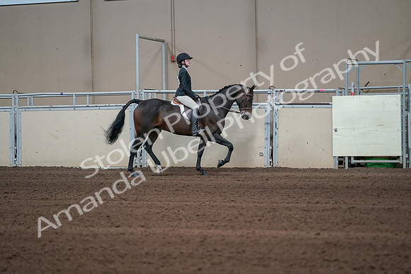 2019 Morgan Horse Show - Sept 01, 2019 - 03793