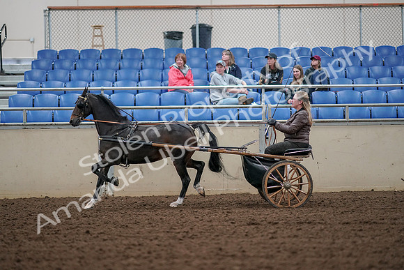 2019 Morgan Horse Show - Aug 30, 2019 - 13243