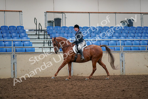 2019 Morgan Horse Show - Aug 30, 2019 - 22404