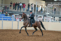 2020 - AB Morgan Horse - Sat, Sept 05 - 07899