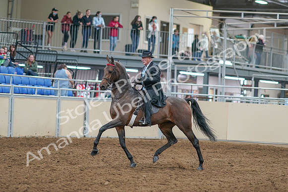 2020 - AB Morgan Horse - Sat, Sept 05 - 07899
