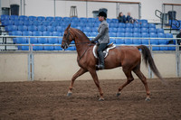 2019 Morgan Horse Show - Sept 01, 2019 - 12166