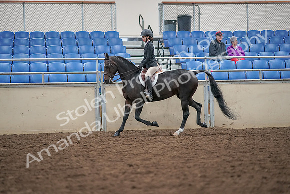 2019 Morgan Horse Show - Aug 30, 2019 - 20104