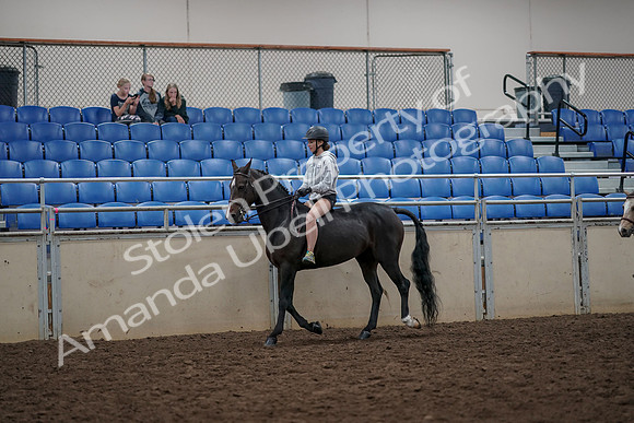 2019 Morgan Horse Show - Aug 30, 2019 - 31206